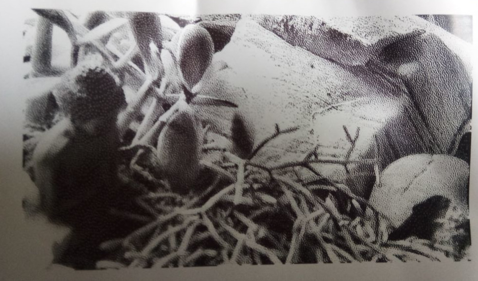 picture of houseplants